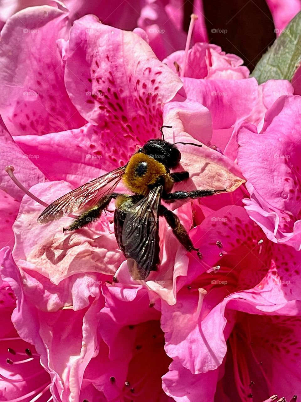 The pollinator at work on a the lovely azalea bloom. 