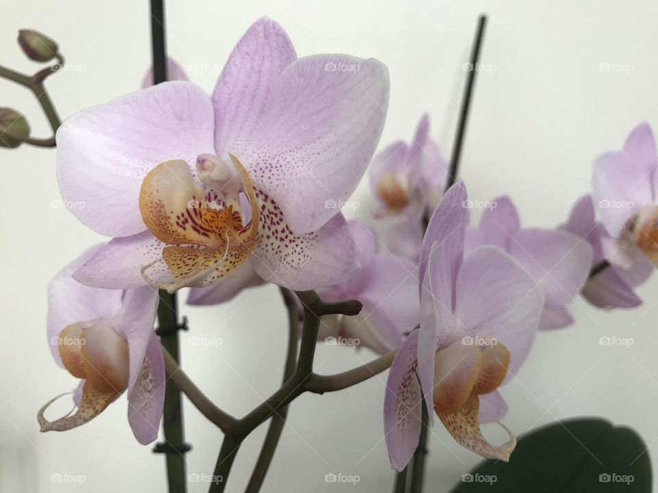 My blooming orchids 