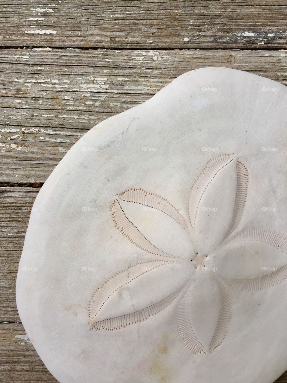 Sand Dollar