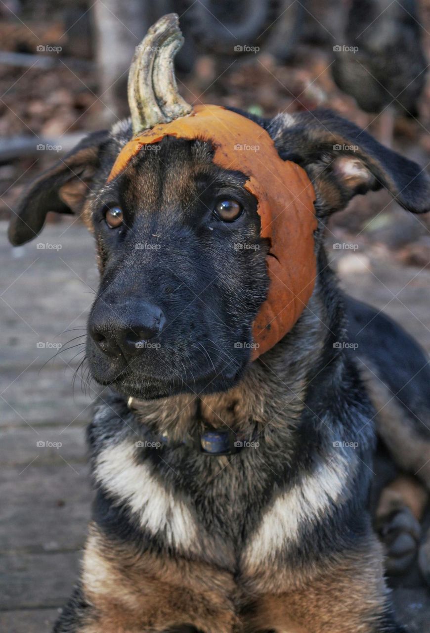 Halloween portrait of a German Shepard puppy with a pumpkin headband.