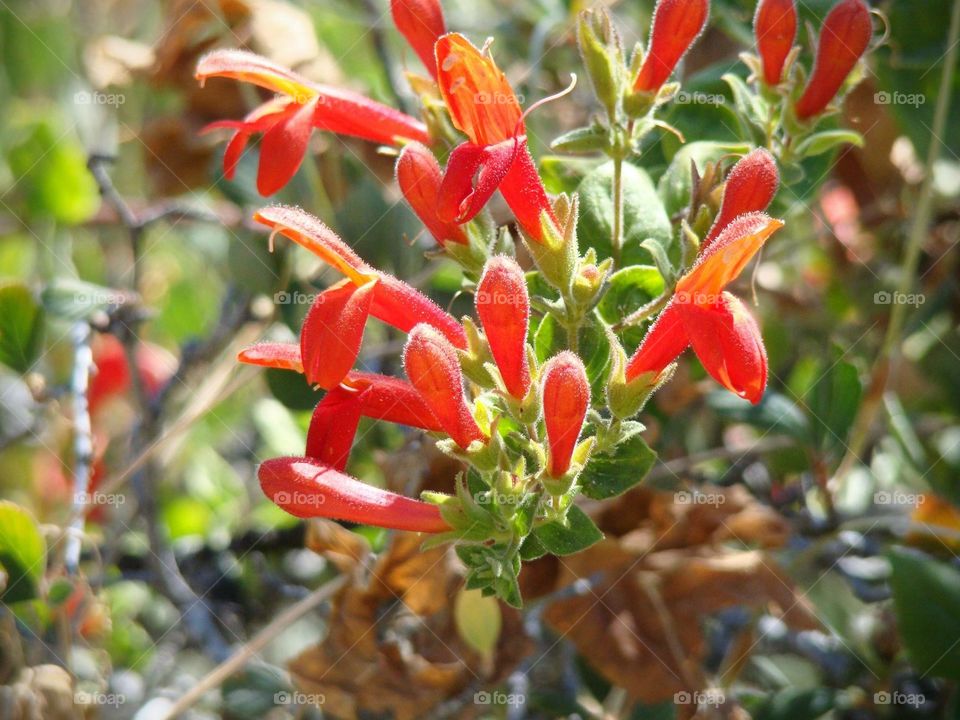 Red flowers