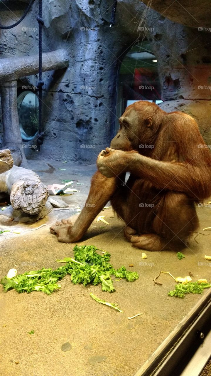 orangutan at a zoo
