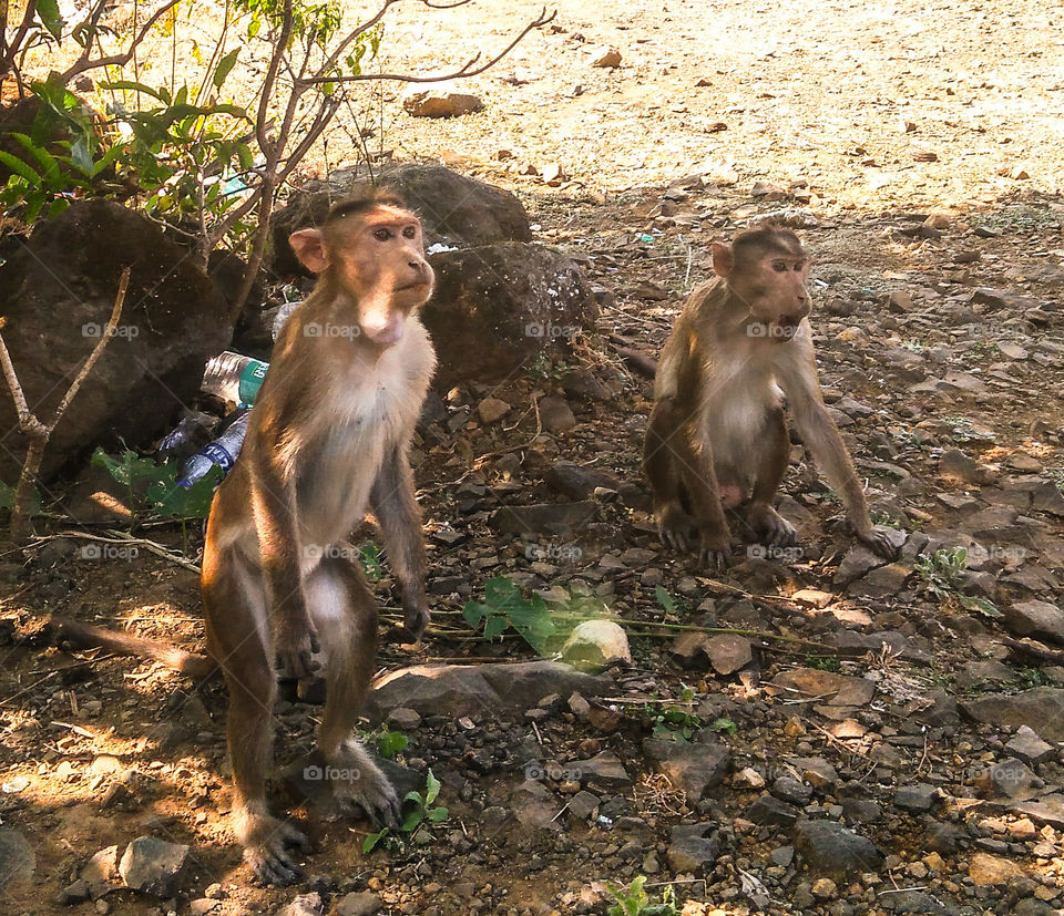 Monkeys- thinking