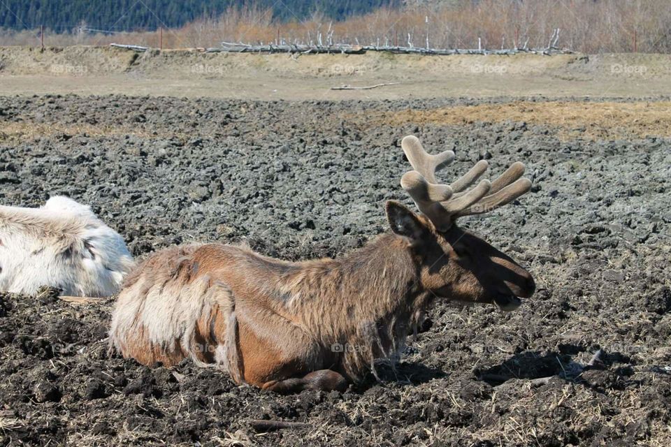 Anchorage Wildlife