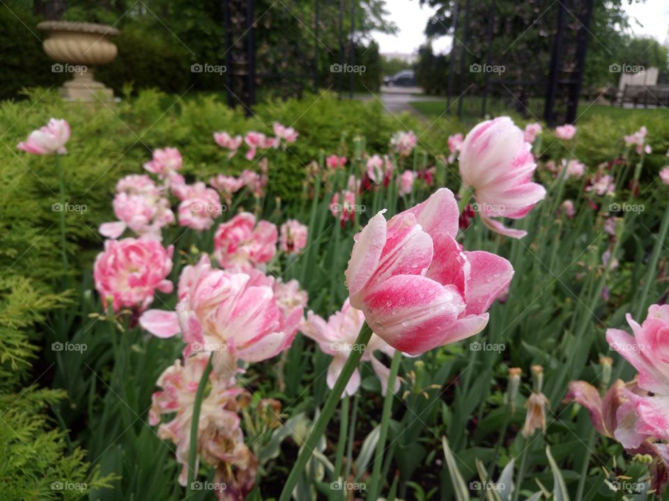 Flower. Розовые тюльпаны в росе