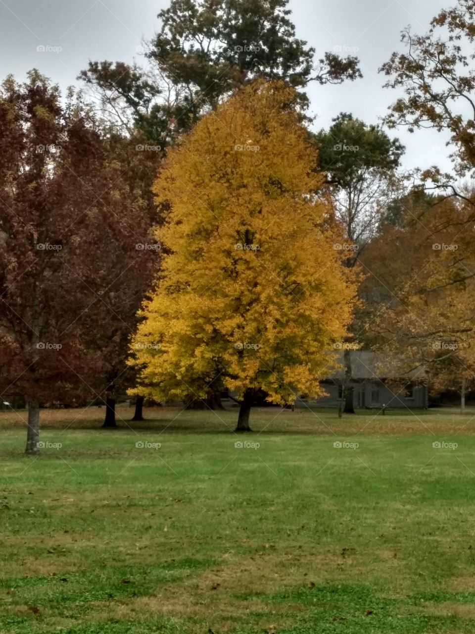fall foliage
Fall Foliage
yellow
