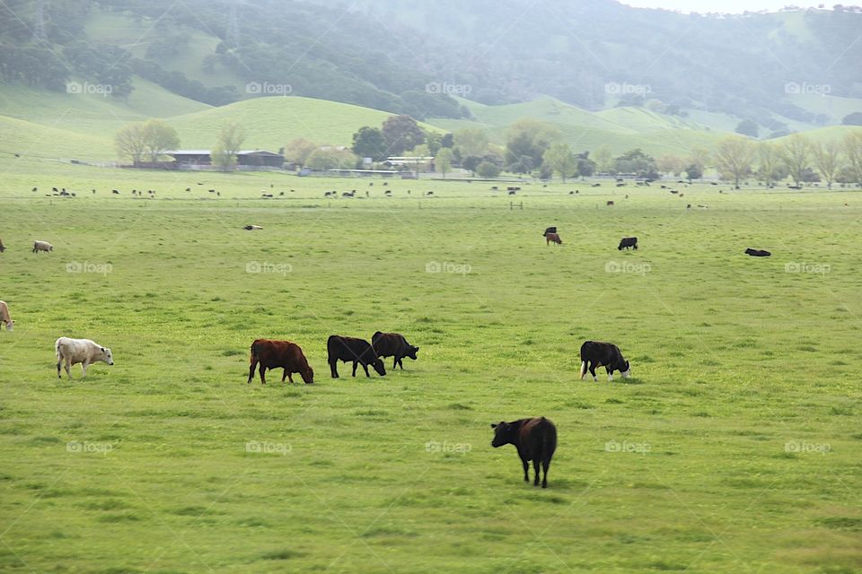 Cows on the field 