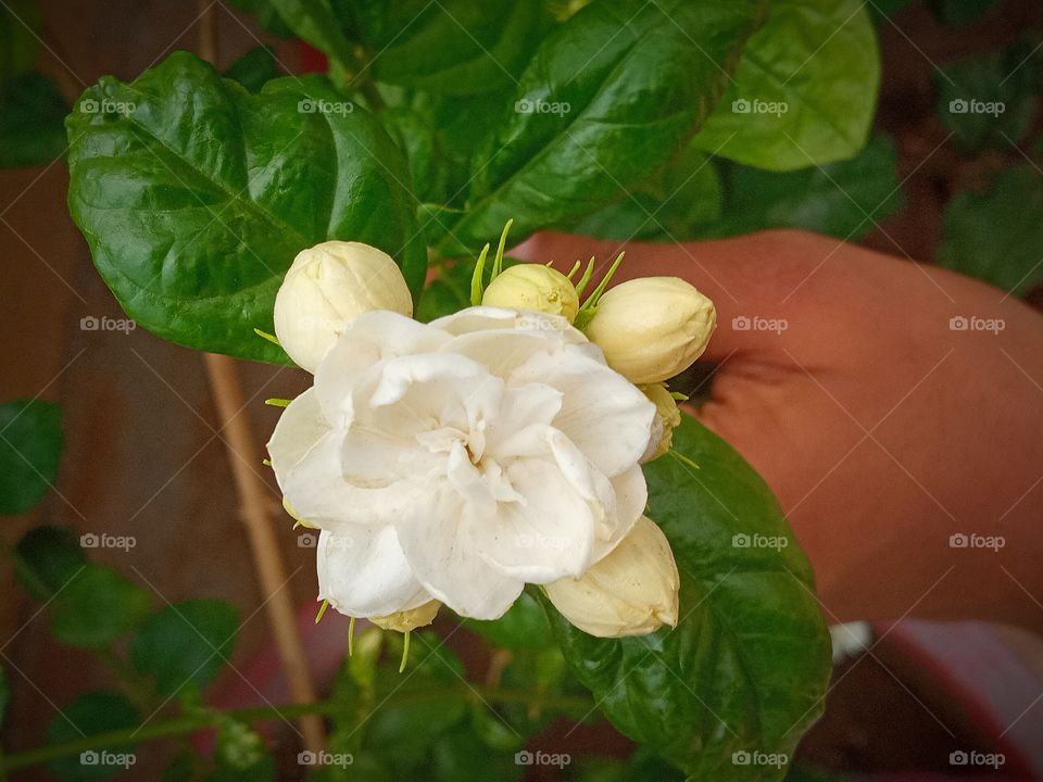 beautiful White Flower🌸🌺🌻🌹🌷🌼💐