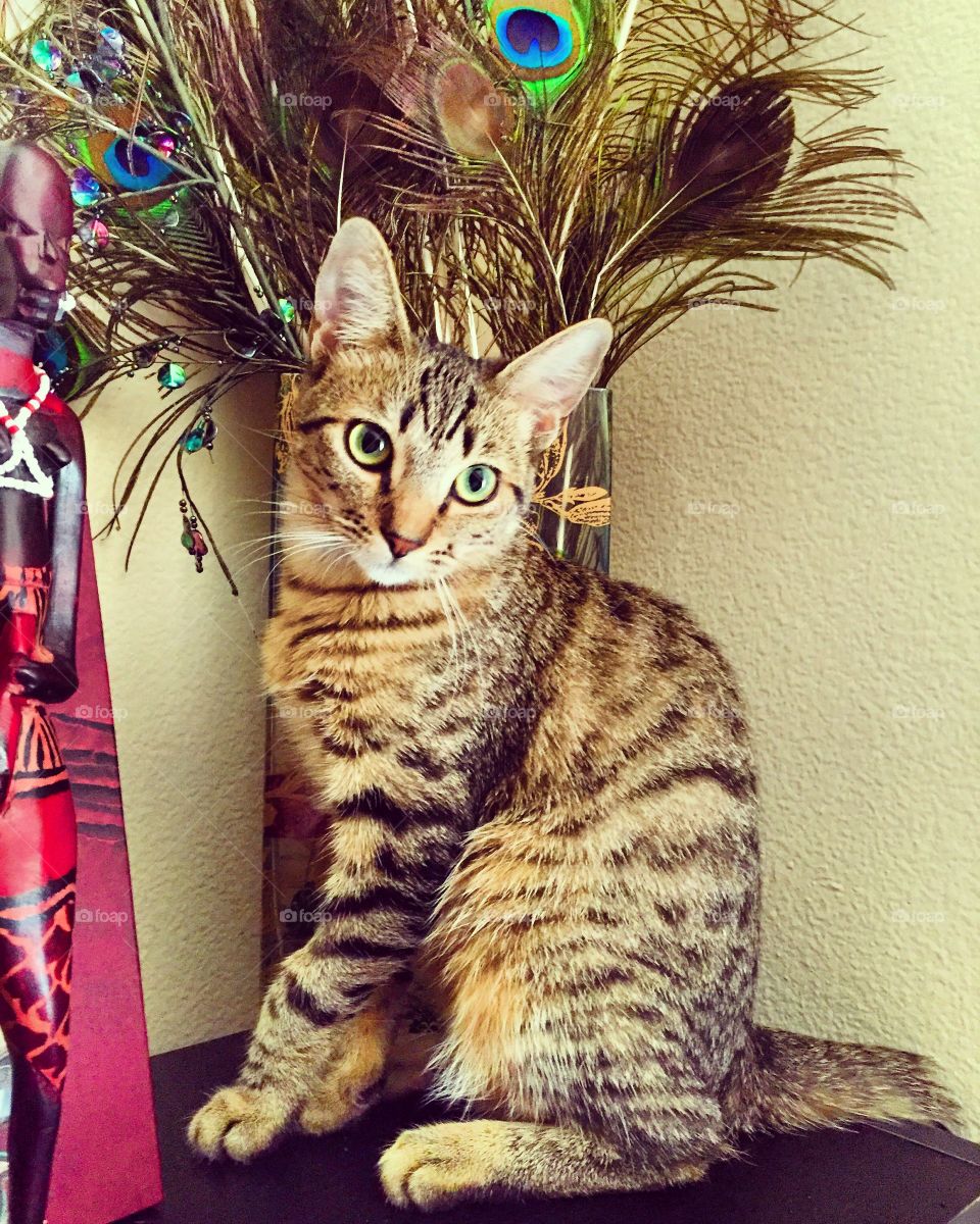 Tabby cat sitting against wall