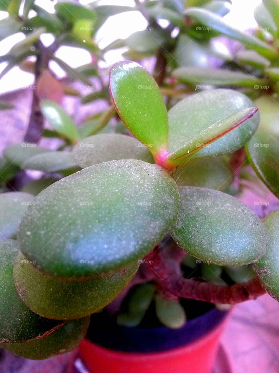 Close-up of succulent plant