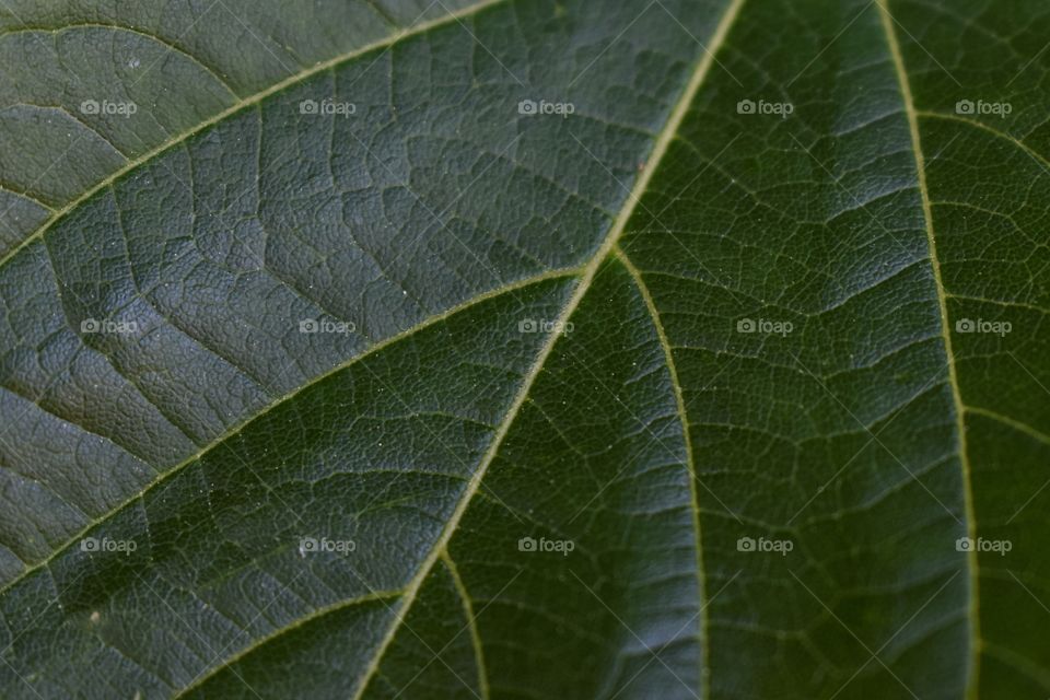 Green leaf close up abstract texture 