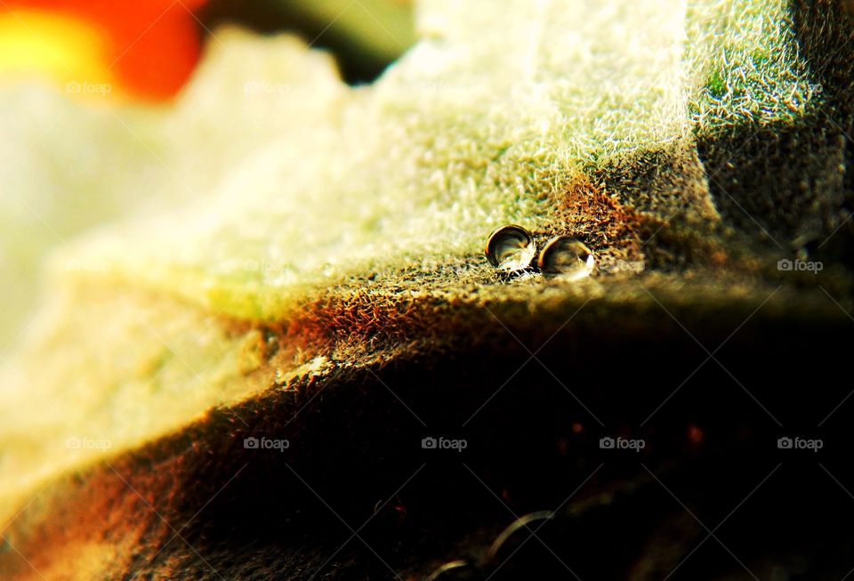 Two droplets sit on a leaf 