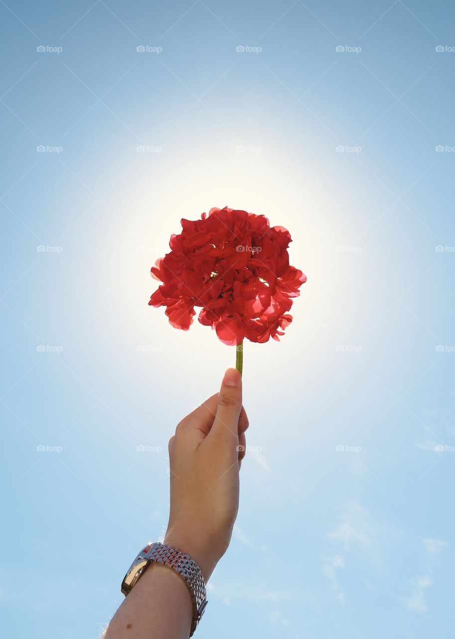 Cluster of Red Geraniums Being Held In Front of the Sun