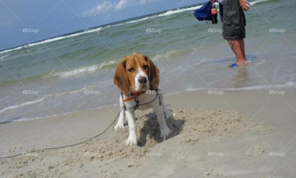 dog dogs beach sky by arman