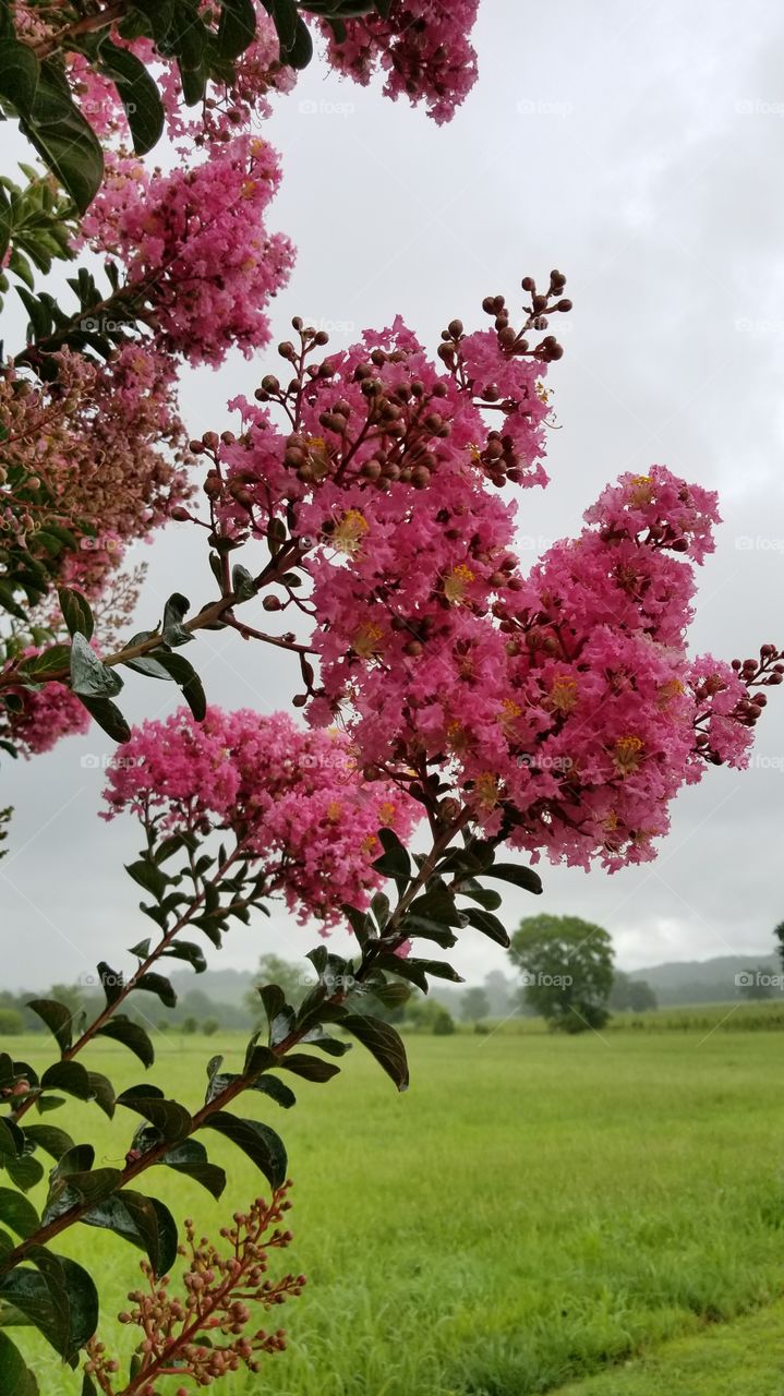 Pink Blossoms