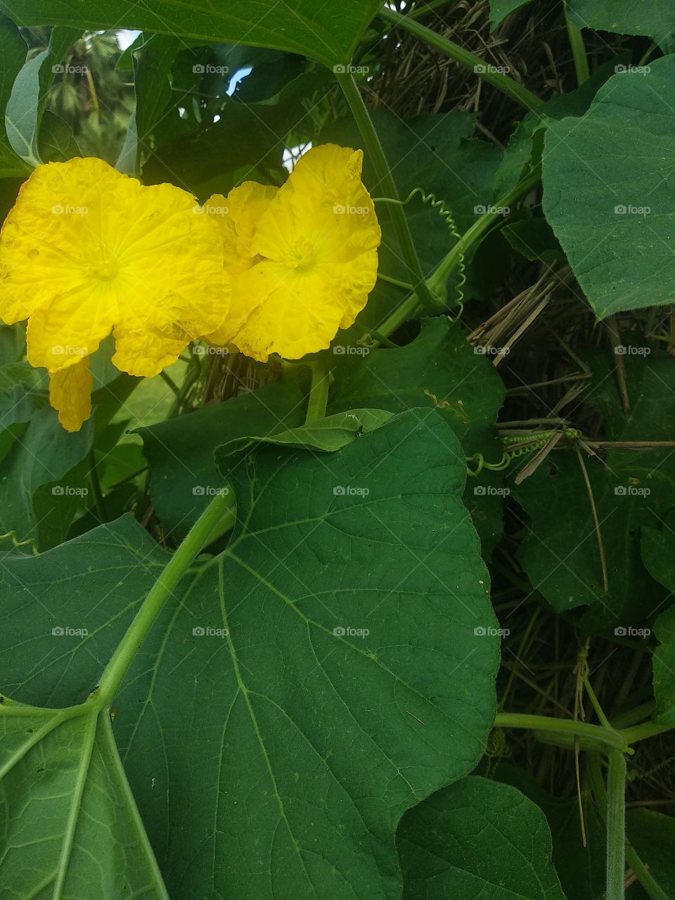 vegetable flower,vegetable leaves,yellow flower,beautiful flower,vegetable plant in garden,beautiful flower.