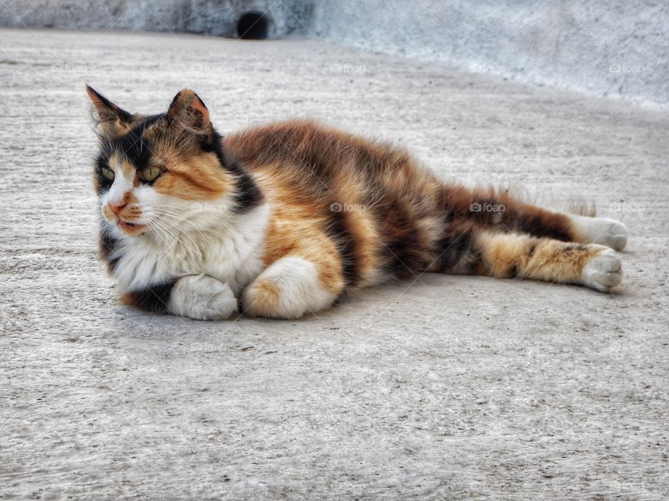 Greek cat Santorini 