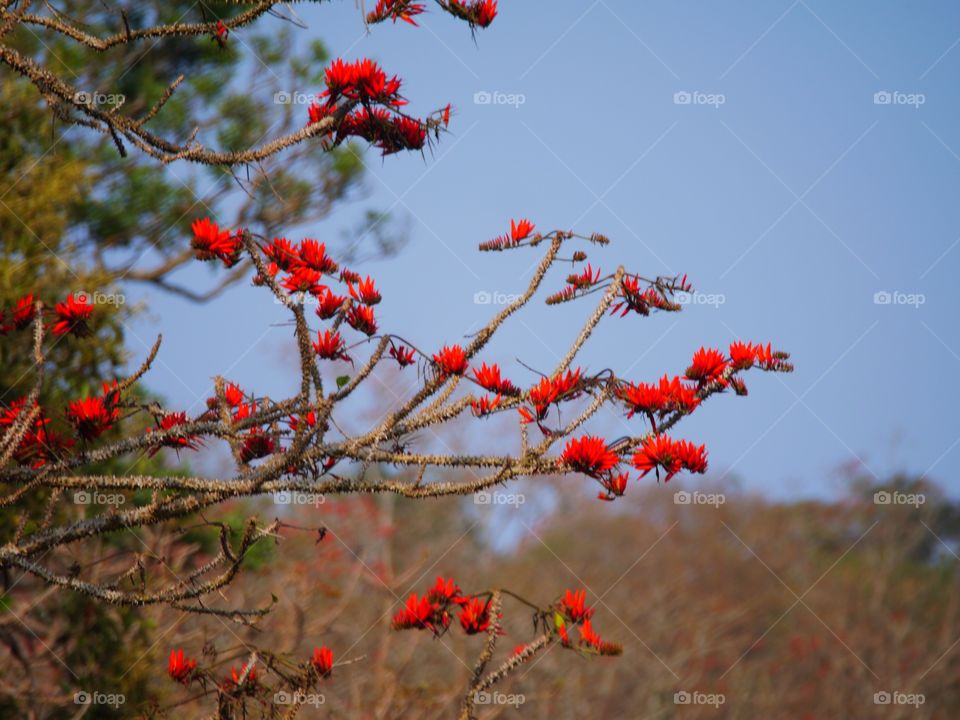 Flower in India 