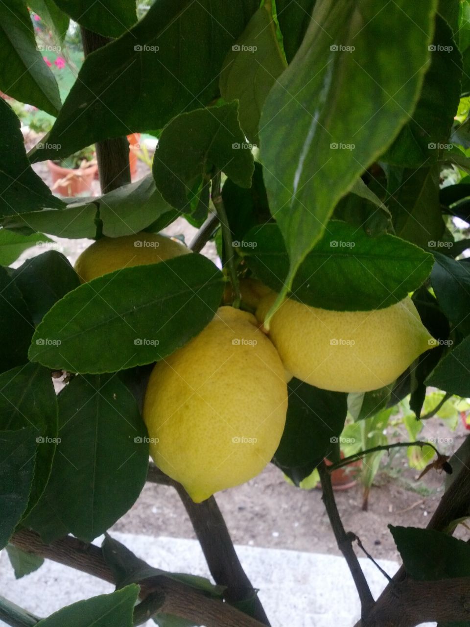 Lemons growing on a tree