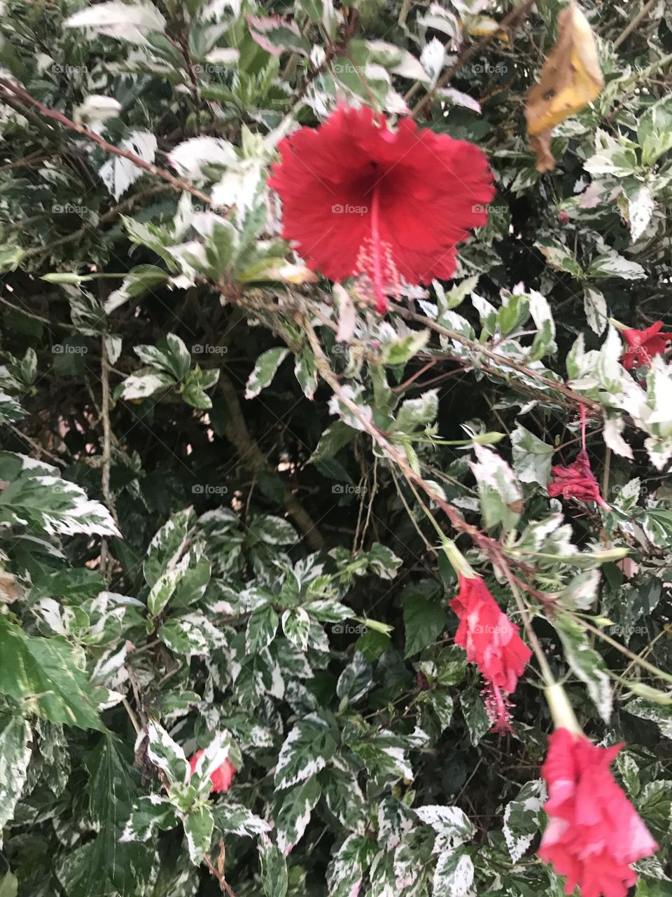 Hibiscus flower.