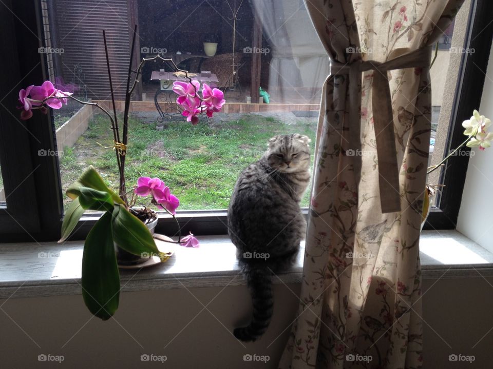 Cat, Window, Flower, People, House