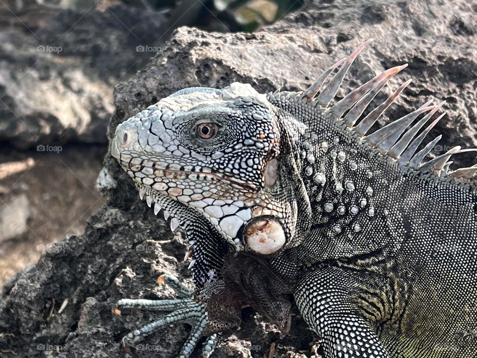 Iguana 