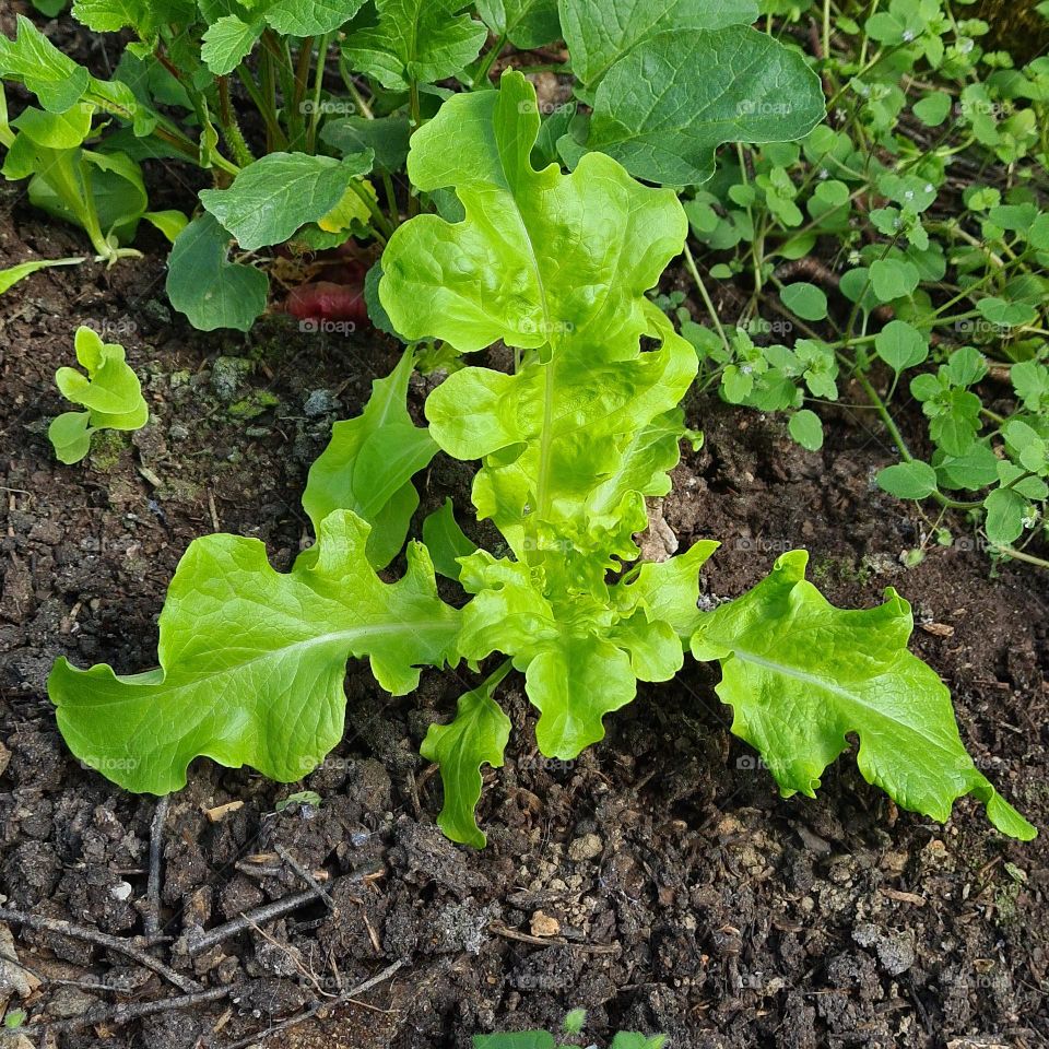 Gemüsebeet im Glashaus