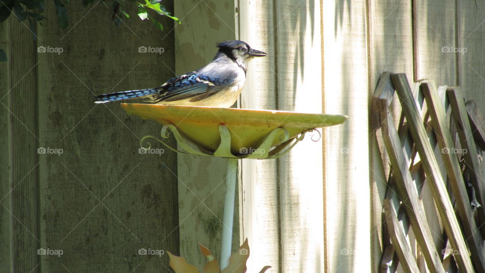 Blue Jay taking a bath 