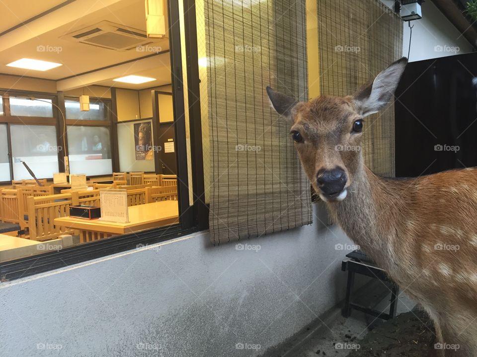 Hello this is deer. A cute deer looking straight into a camera looking surprised. There is an open window of a restaurant in the background.