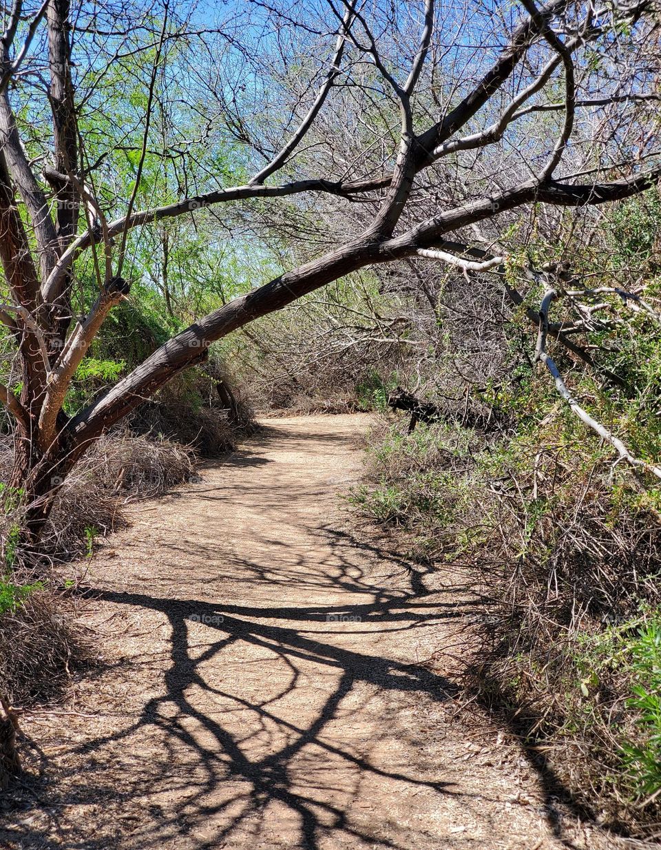 Quiet Path on Spring Day