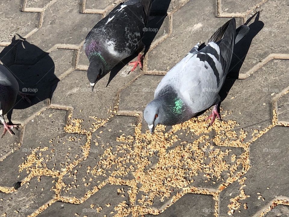 Two pigeons 