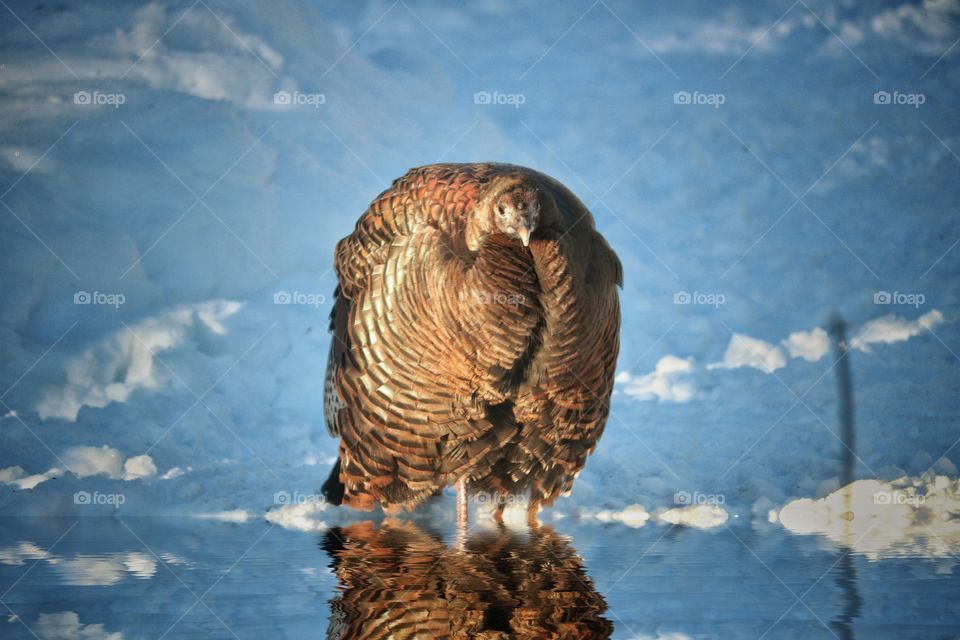 Wild turkey 