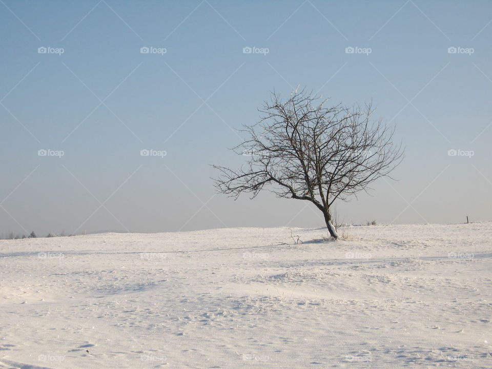 tree on a hill