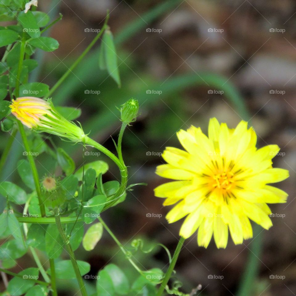 Round little yellow flower 