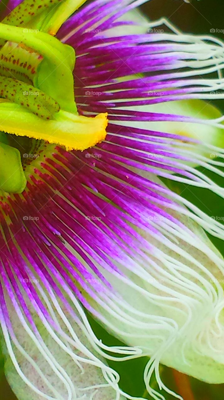 "Beautiful Pink Passion Flower ". It is said that the components of the passion flower tells the story of the crucifixion of Jesus Christ