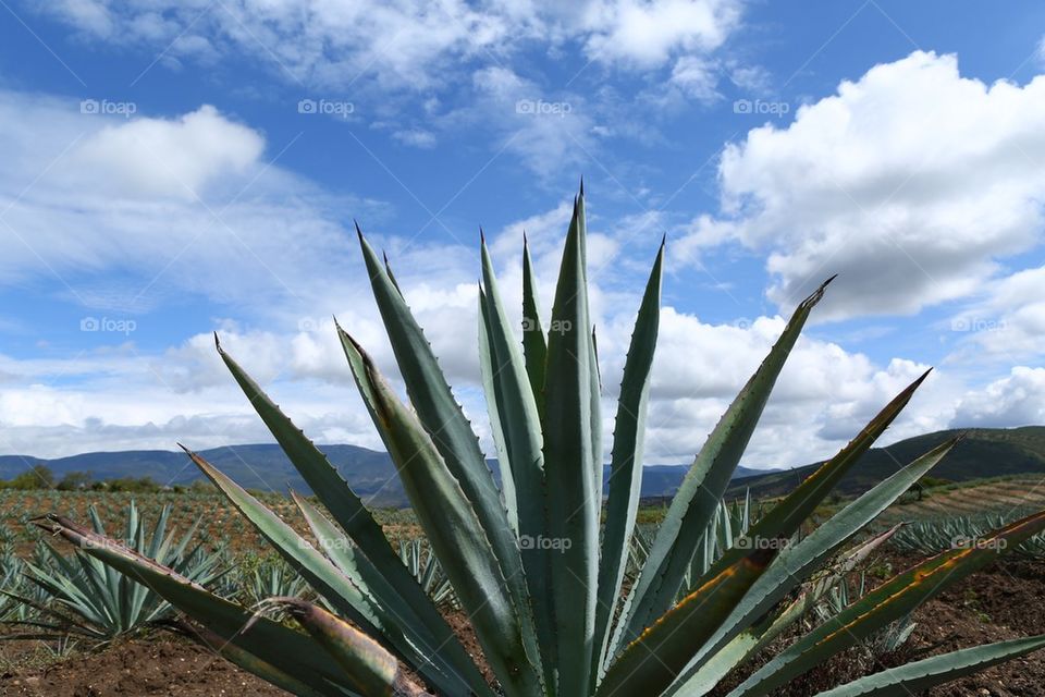 Maguey mexicano