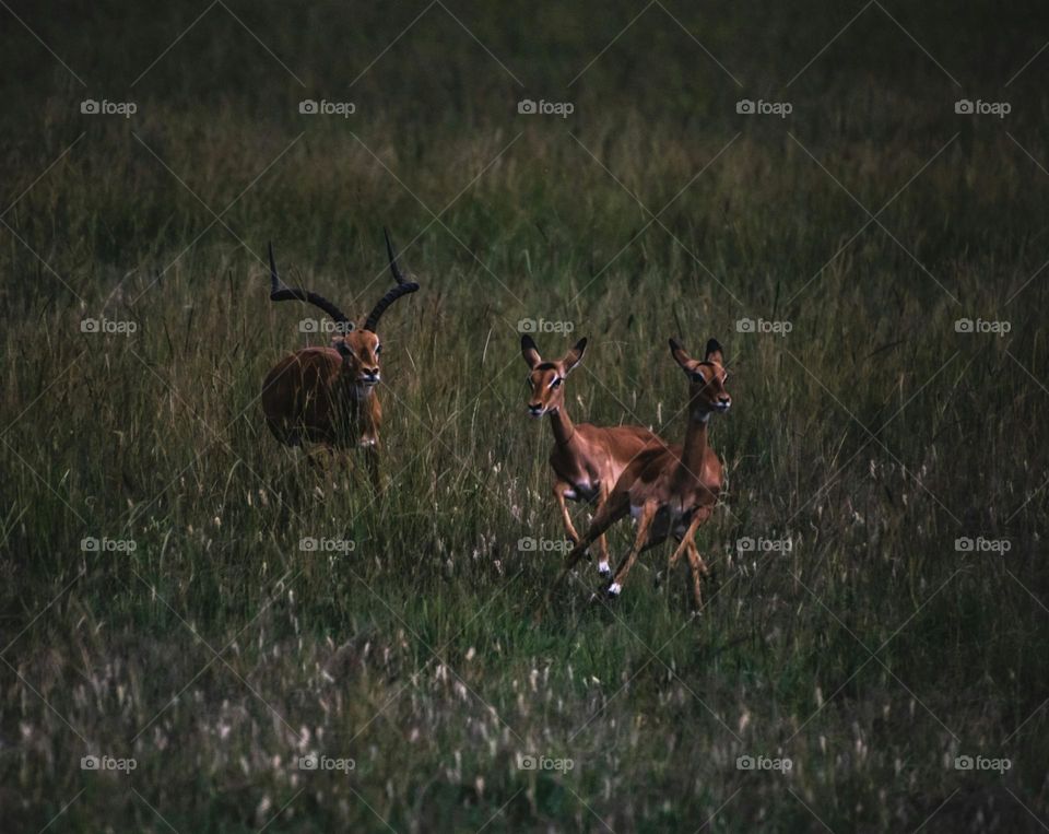 two antelope running through a field of tall grass

Running gazelles