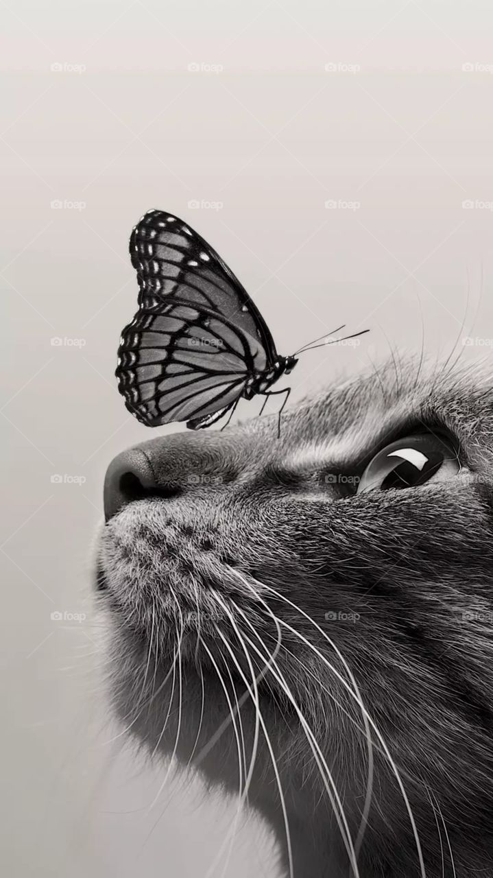 cat and butterfly