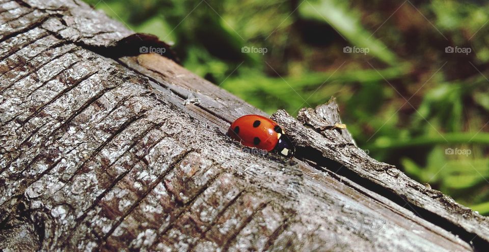 Little ladybug crossing the pice of wood!🐞