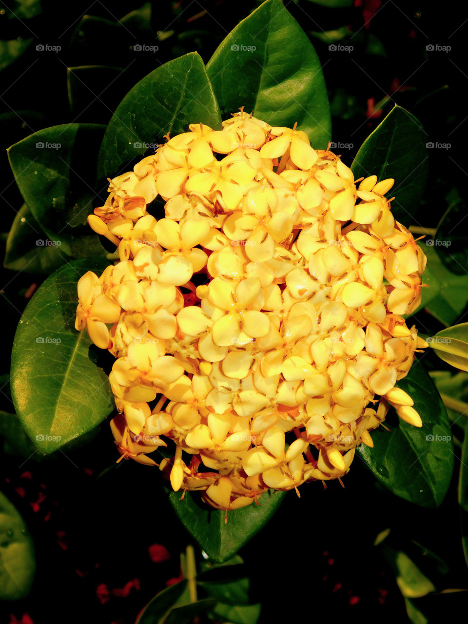 Yellow is my favorite color and it matches my disposition: cheerful and fun to be with, creative, critical of myself, and a perfectionist! Yellow is the best color to create enthusiasm for life and can awaken greater confidence and optimism! I love a challenge, particularly a mental challenge!