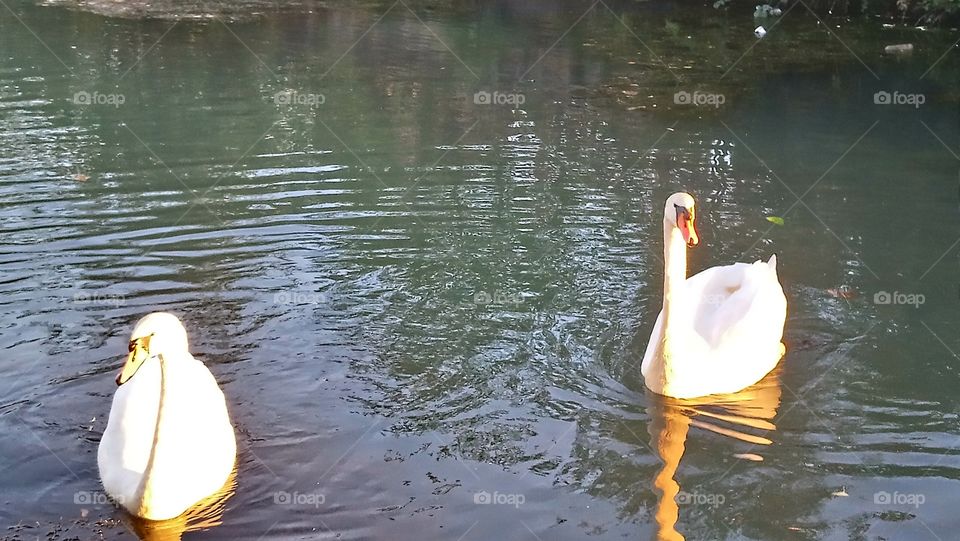 Two swans on the canal