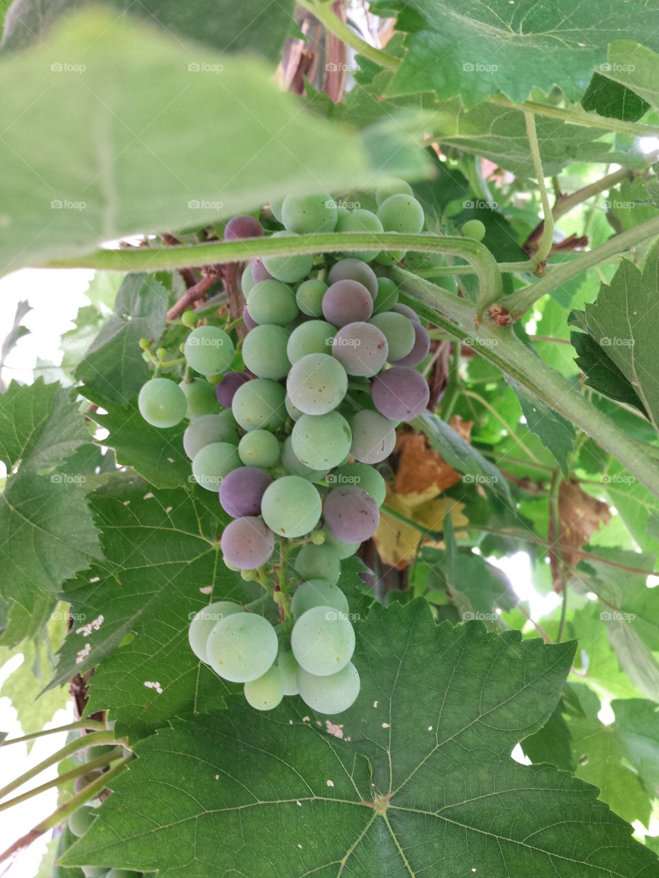 Grapes. grapes in Hungary