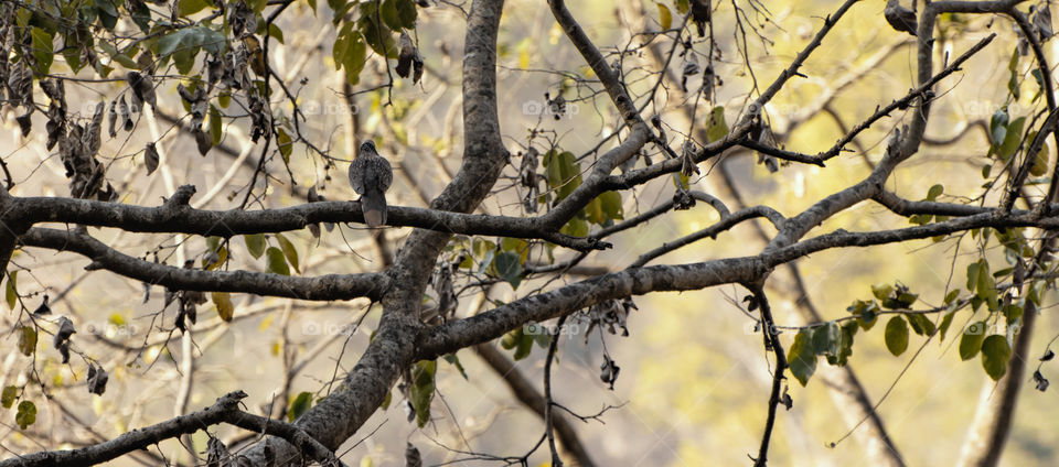 Spotted dove