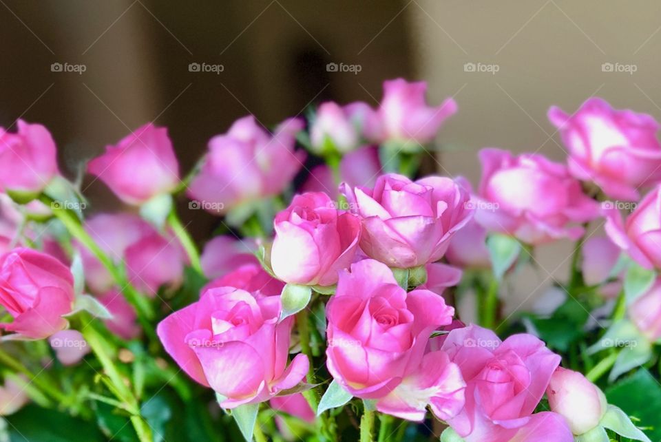 Small roses 