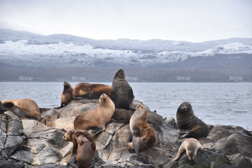 sea lions in patagonia