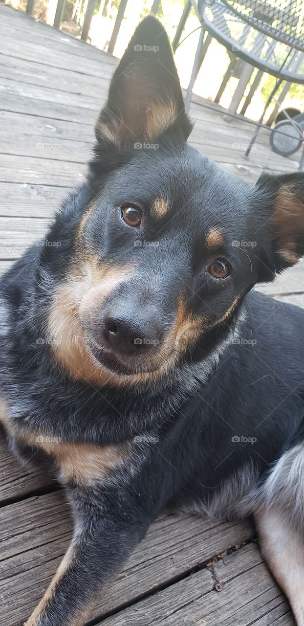 Aussie Blue heeler!!