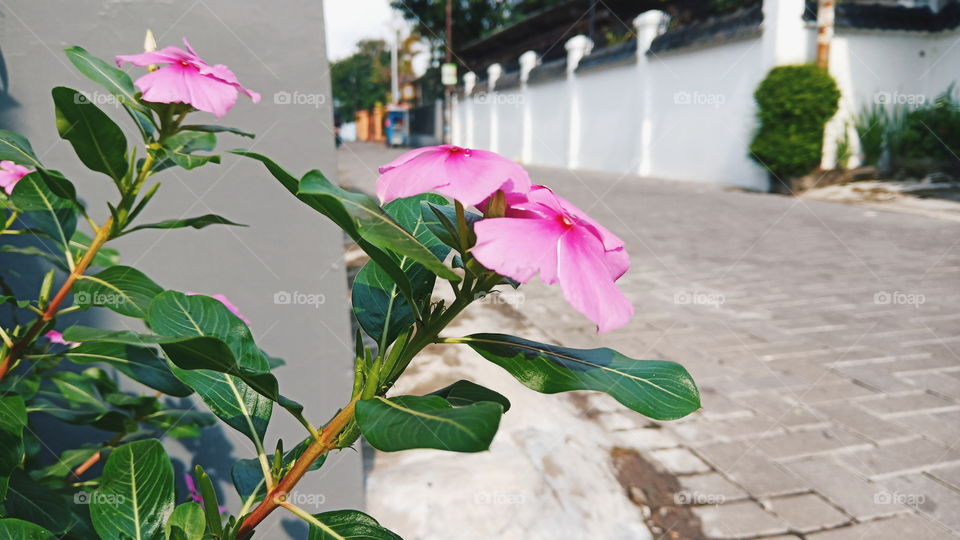 Flower, Nature, No Person, Leaf, Flora