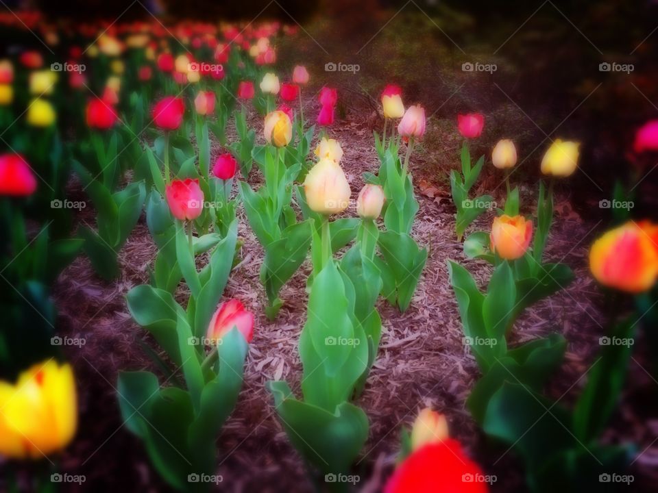 Tulips. Tulips in bloom at Sherwood Gardens in Baltimore. 