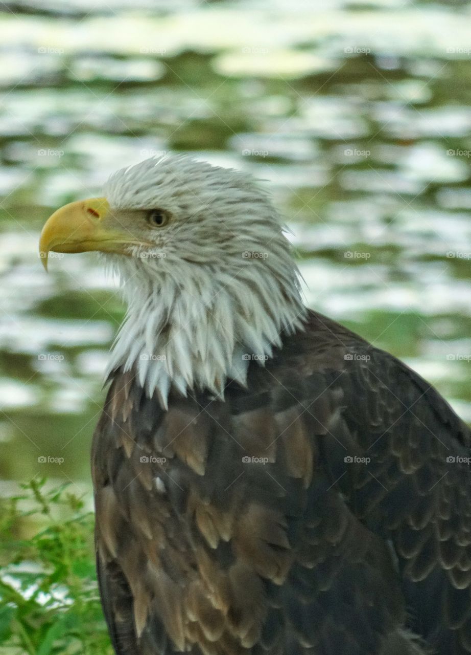 American Bald Eagle