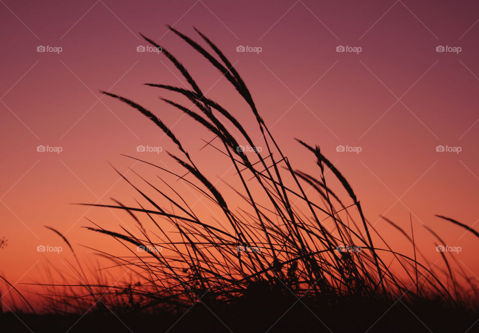 High angle view of grass
